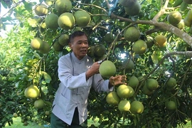 Nông dân làm giàu từ mô hình trang trại