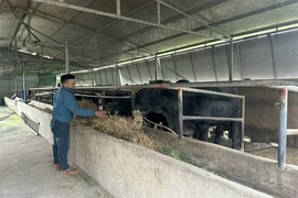 Chủ động phòng chống đói, rét cho đàn vật nuôi