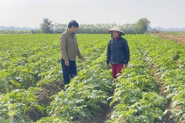 Sản xuất khoai tây hàng hóa&nbsp;mở hướng tái cơ cấu cây trồng