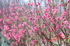 Chương trình “Đường xuân đất Việt 2026 - Hội tụ” sẽ phát sóng vào Mồng Một Tết