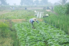 Chủ động nguồn rau, quả phục vụ Tết Nguyên đán