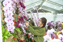 Vào vụ Tết, thợ cắm lan “chạy sô”, thu tiền triệu mỗi ngày