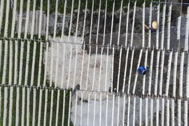 Từ hạt gạo quê đến sợi miến ngày Tết ở làng nghề xứ Thanh