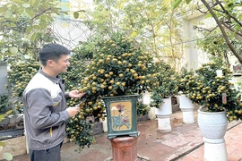 “Thổi hồn” cho quất cảnh