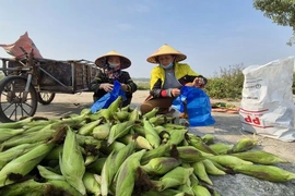 Tết ấm nhờ vụ ngô ngọt cuối năm