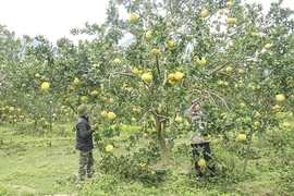 Tích cực phát triển sản xuất&nbsp;nông nghiệp hữu cơ