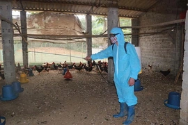 Chuẩn bị các điều kiện&nbsp;tái đàn vật nuôi