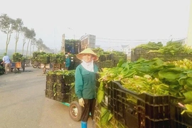 Hoa Lộc phát triển nông nghiệp theo hướng hàng hóa