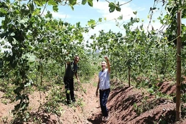 HTX nông nghiệp tạo đột phá từ tích tụ, tập trung đất đai