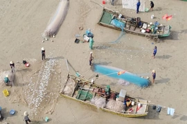 Ngư dân vào mùa cá trích đầu năm