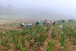 “Đòn bẩy” thúc đẩy phát triển&nbsp;nông nghiệp bền vững