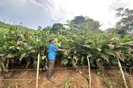 Ngọc Liên đưa nghị quyết vào cuộc sống