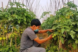 “Đánh thức” tiềm năng đất đai bằng cây trồng thích ứng biến đổi khí hậu