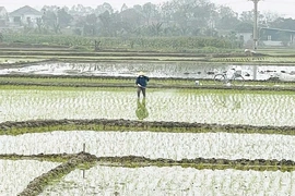 Chủ động dự báo sâu bệnh&nbsp;cho cây trồng