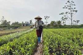 Về làng ươm mầm xanh cho đất