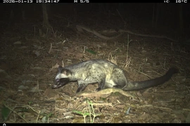 Ghi nhận 27 loài động vật hoang dã trong rừng bảo vệ di tích Văn hoá thế giới Mỹ Sơn