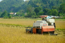 Quy hoạch hơn 24.000 ha diện tích vùng trồng lúa năng suất, chất lượng cao