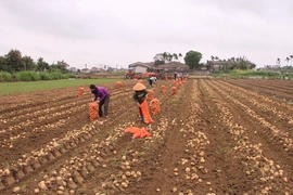 Đánh giá kết quả liên kết sản xuất khoai tây phục vụ chế biến tại xã Nga Sơn