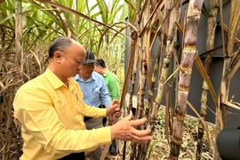 Mô hình trồng mía thâm canh tại xã Ngọc Trạo đạt hiệu quả cao
