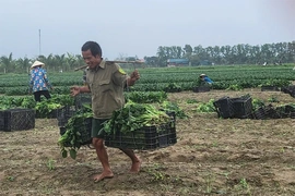 Hoa Lộc nâng cao giá trị sản phẩm OCOP