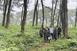 Giữ rừng trong mùa lễ hội