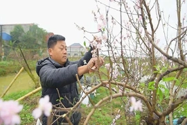 Hồi sinh&nbsp;những gốc đào sau tết