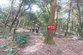 Giữ rừng ven biển mùa lễ hội