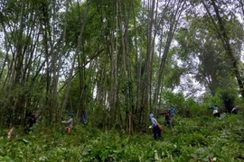 Xã biên giới Tam Lư bảo vệ rừng gắn với nâng cao hiệu quả kinh tế lâm nghiệp