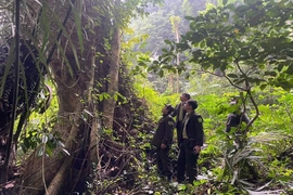 Hạt Kiểm lâm Lang Chánh tăng cường bảo vệ và phát triển rừng