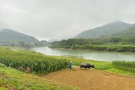 Xuân trên vùng ngã ba Bông