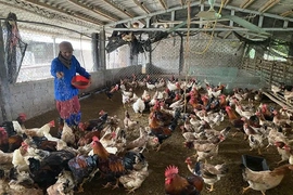 Thanh Kỳ mở hướng tăng thu nhập cho người dân