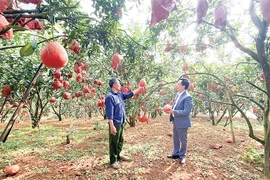 Nền móng để nông sản tham gia sâu hơn vào chuỗi giá trị toàn cầu