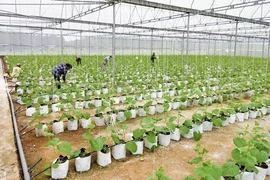 Sản xuất nông nghiệp công nghệ cao mở hướng làm giàu cho nông dân xã Kiên Thọ