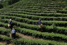 Mở rộng diện tích trồng cây nguyên liệu