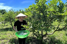 Ứng dụng khoa học - kỹ thuật&nbsp;trong trồng cây ăn quả