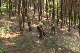 Cảnh báo nguy cơ cháy rừng cấp cao tại phường Trúc Lâm từ 31/3 đến 4/4/2026