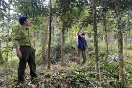 Thanh Hóa hướng đến bán tín chỉ carbon rừng