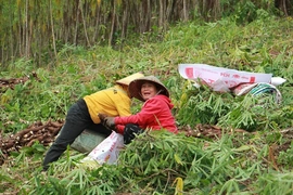 Mường Lát phát triển vùng nguyên liệu sắn