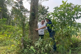 Cổ Lũng đưa nghị quyết đại hội vào cuộc sống