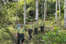 Giữ rừng phòng hộ đầu nguồn gắn với phát triển rừng trồng hiệu quả