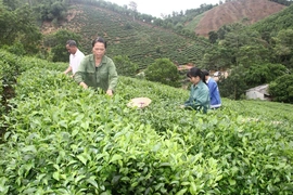 Chuyển mình từ ruộng đồng lên chuỗi giá trị