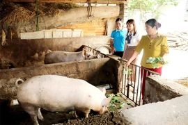 Phụ nữ thôn Bái Trại đoàn kết giúp nhau vượt khó