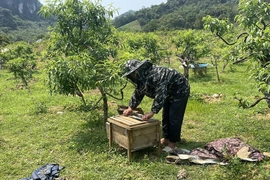 Phát triển nghề nuôi ong lấy mật