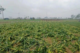 Mưa lớn, lốc, sét kèm theo mưa đá gây thiệt hại lớn cho người dân