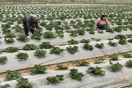 Bảo vệ cây trồng mùa nắng nóng