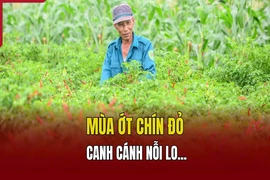 Mùa ớt chín đỏ - canh cánh nỗi lo...