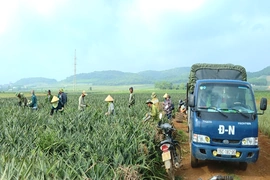 Nông dân Thanh Hóa được mùa dứa