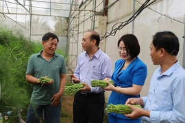 Chi hội trưởng nông dân làm kinh tế giỏi