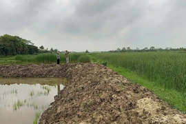 Hồ Vương khắc phục tình trạng bỏ ruộng hoang