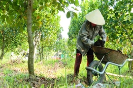 Nông nghiệp tuần hoàn - giải pháp&nbsp;hữu hiệu giữa “bão giá đầu vào”